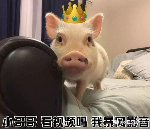 萌猪猪被大哥爆料视频,揭秘背后惊人真相